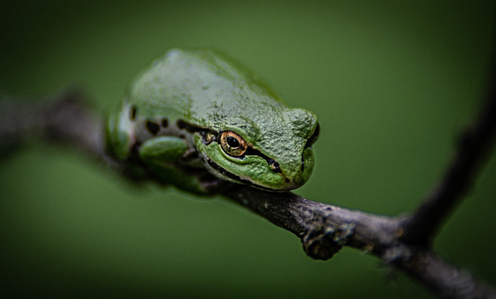 Tree Frog