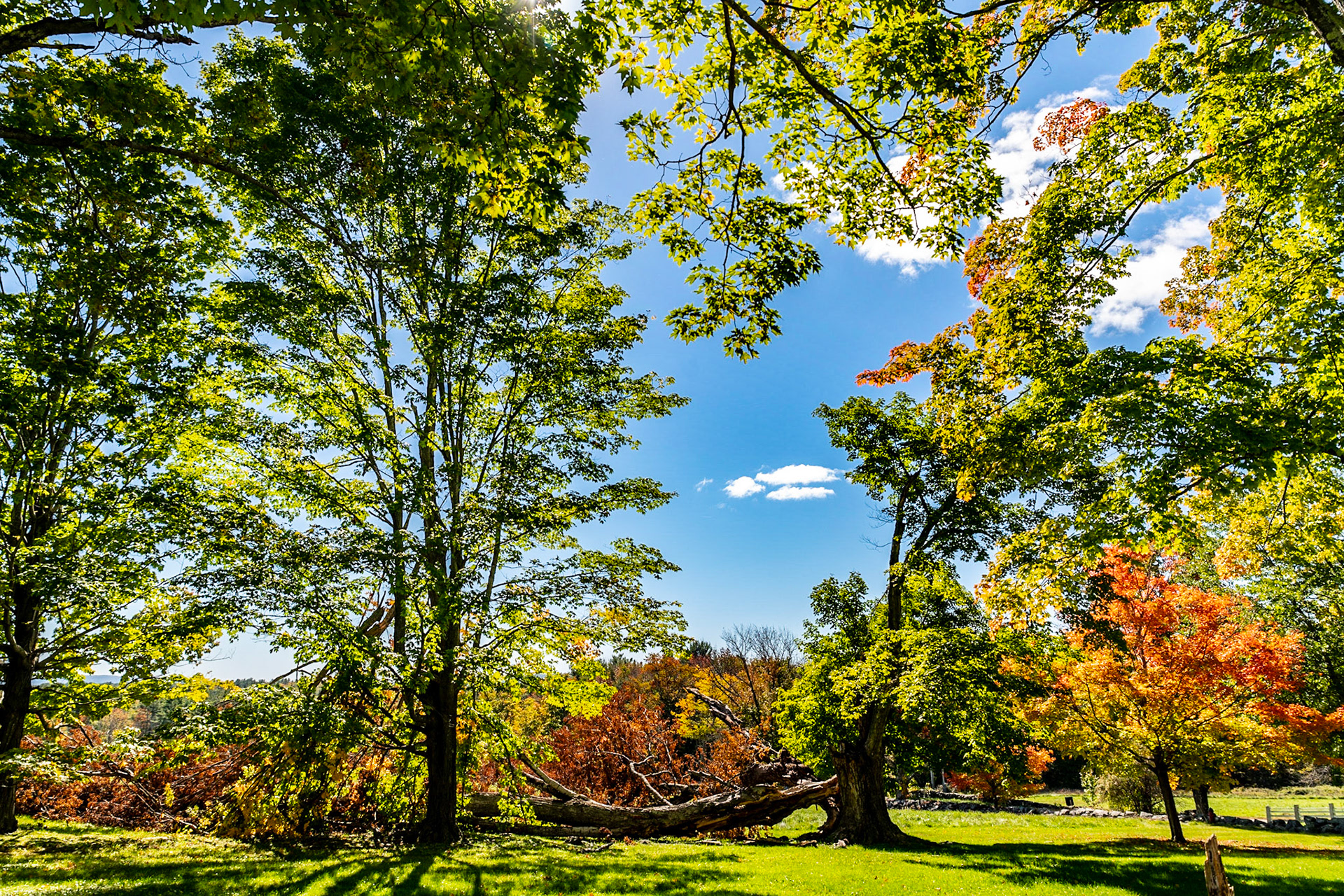 Fall Color