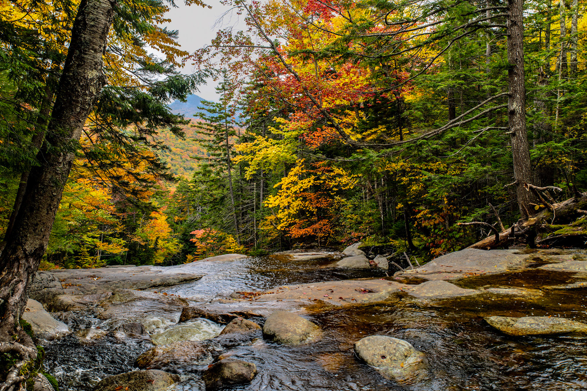 Fall Color