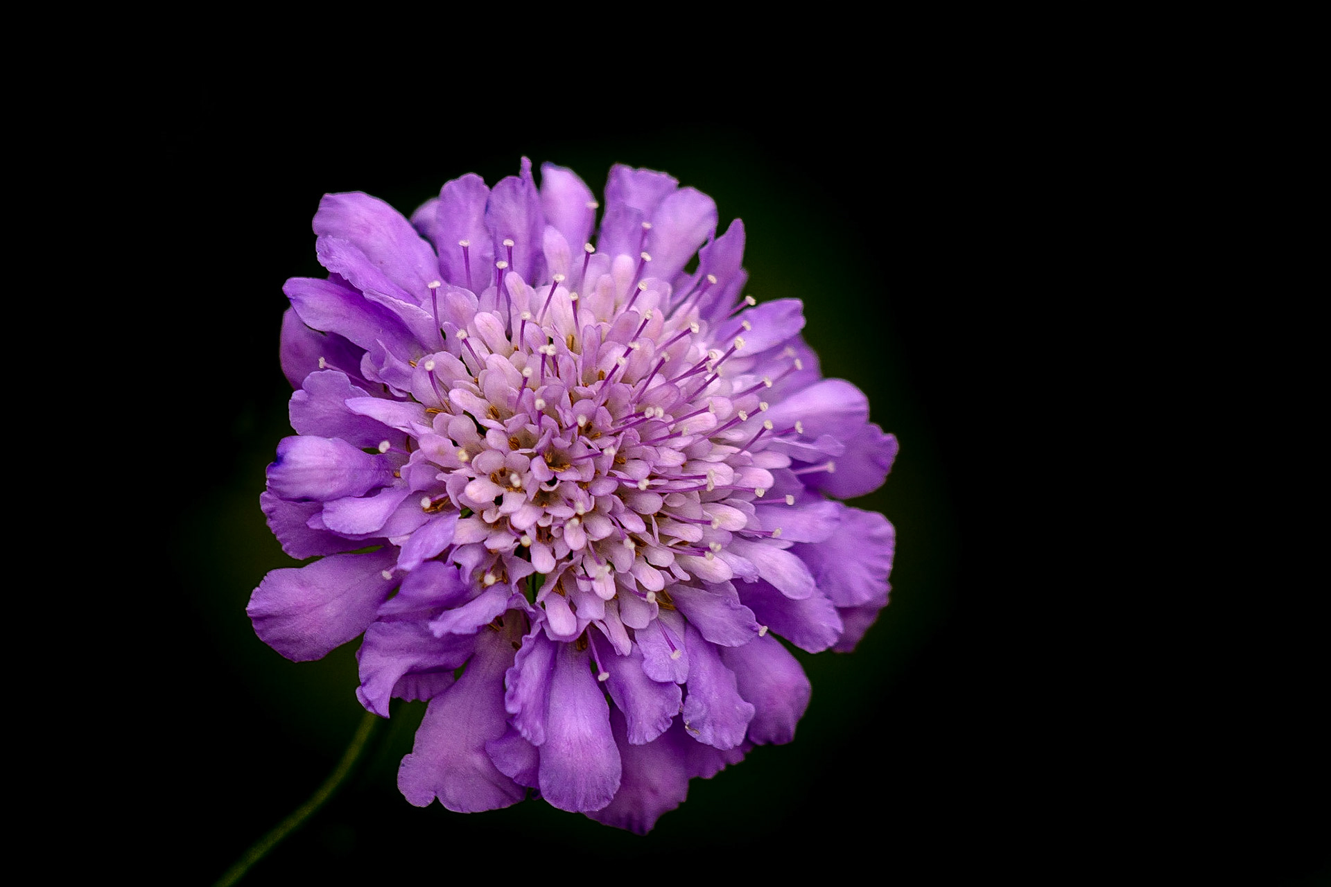 Pincushion Flower