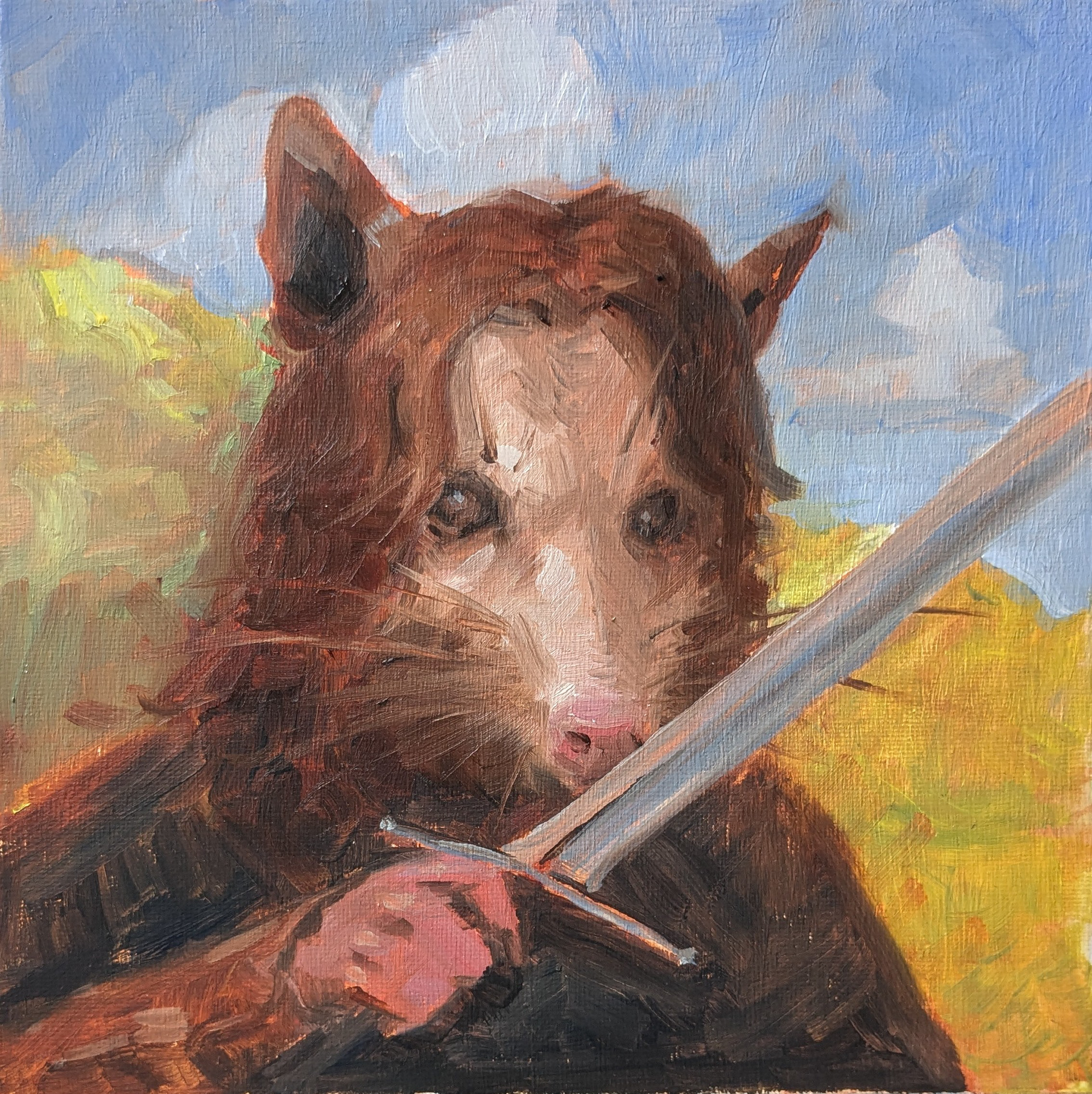 Opossum Aragorn. Oil on 8x8 canvas panel.