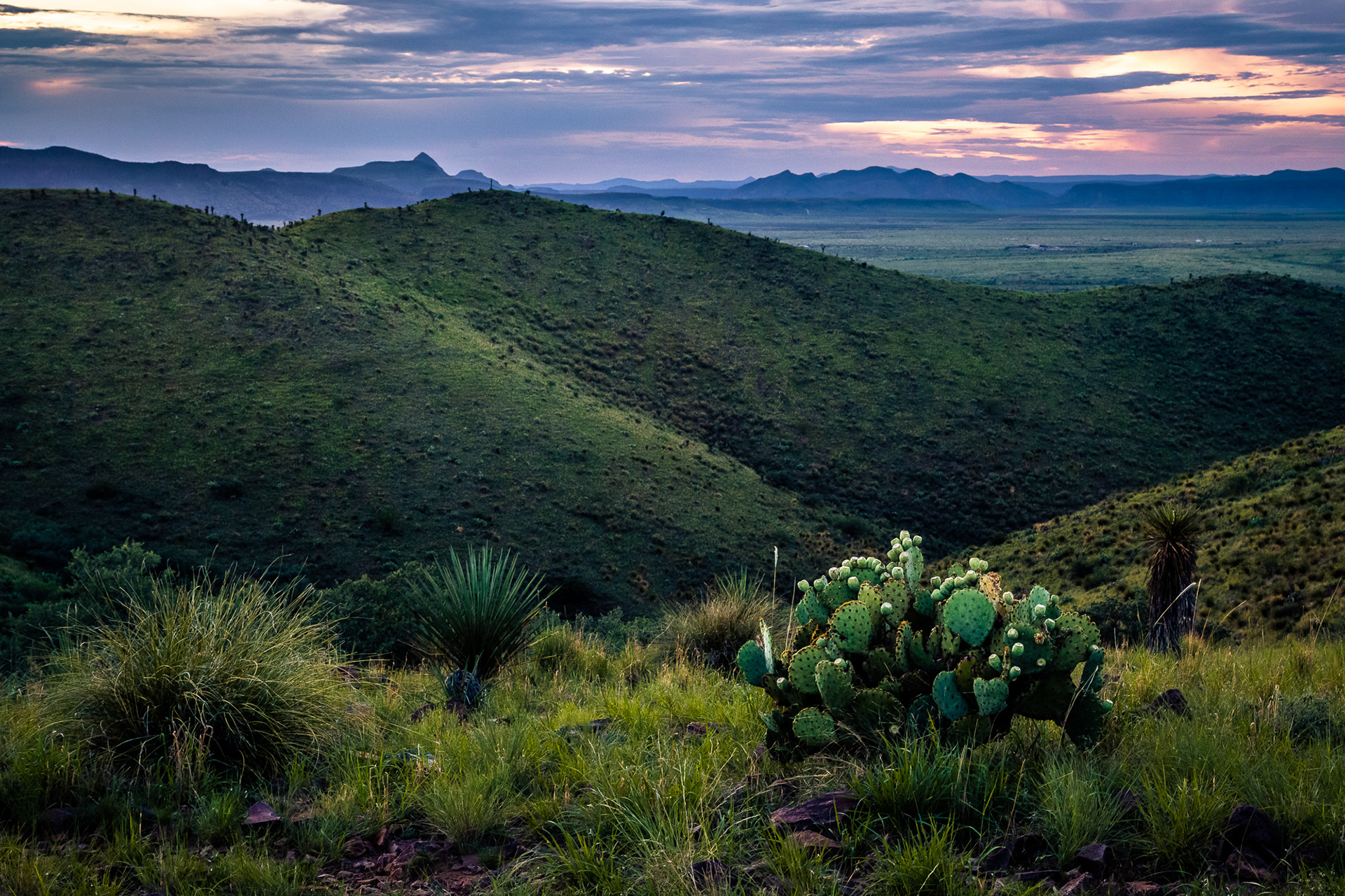 Prickly Pear Dusk