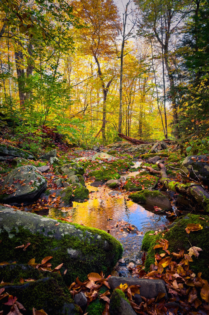 Fall Reflection