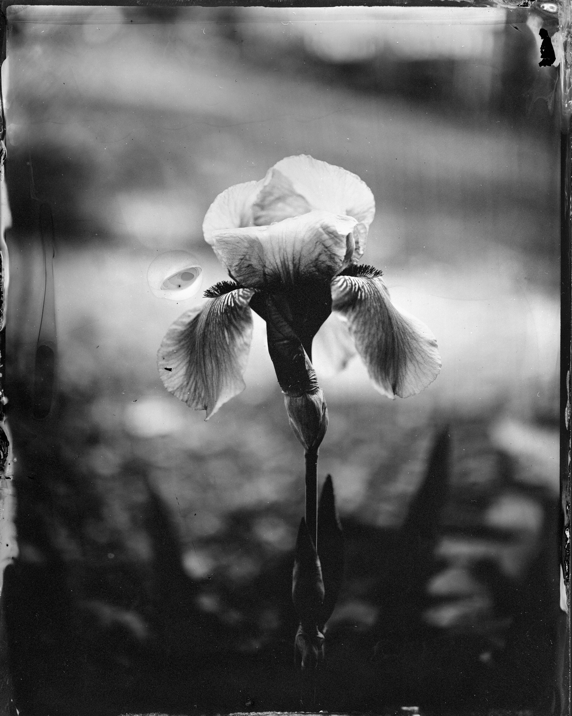 Iris in the Garden - 2019