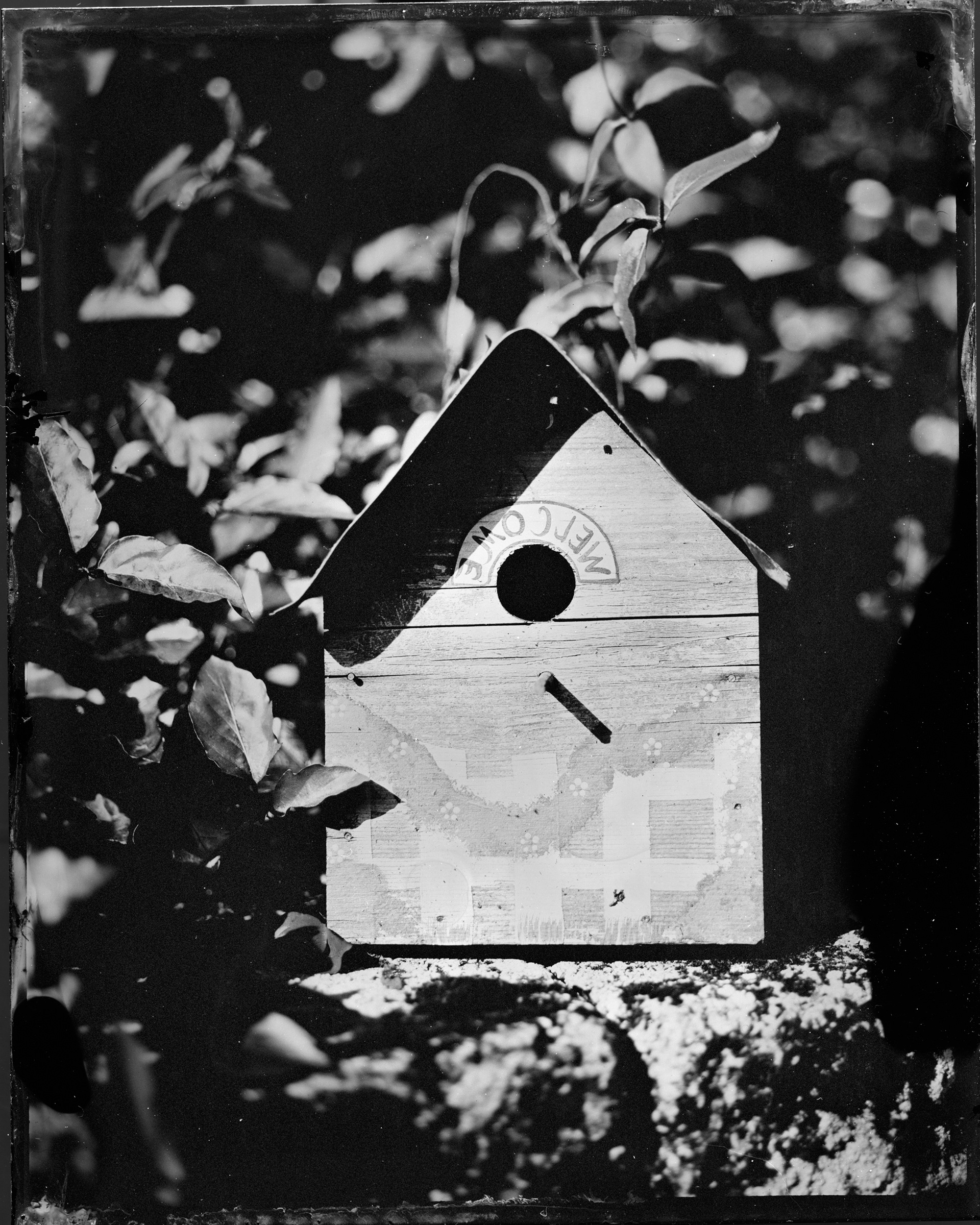 For the Birds - 2019