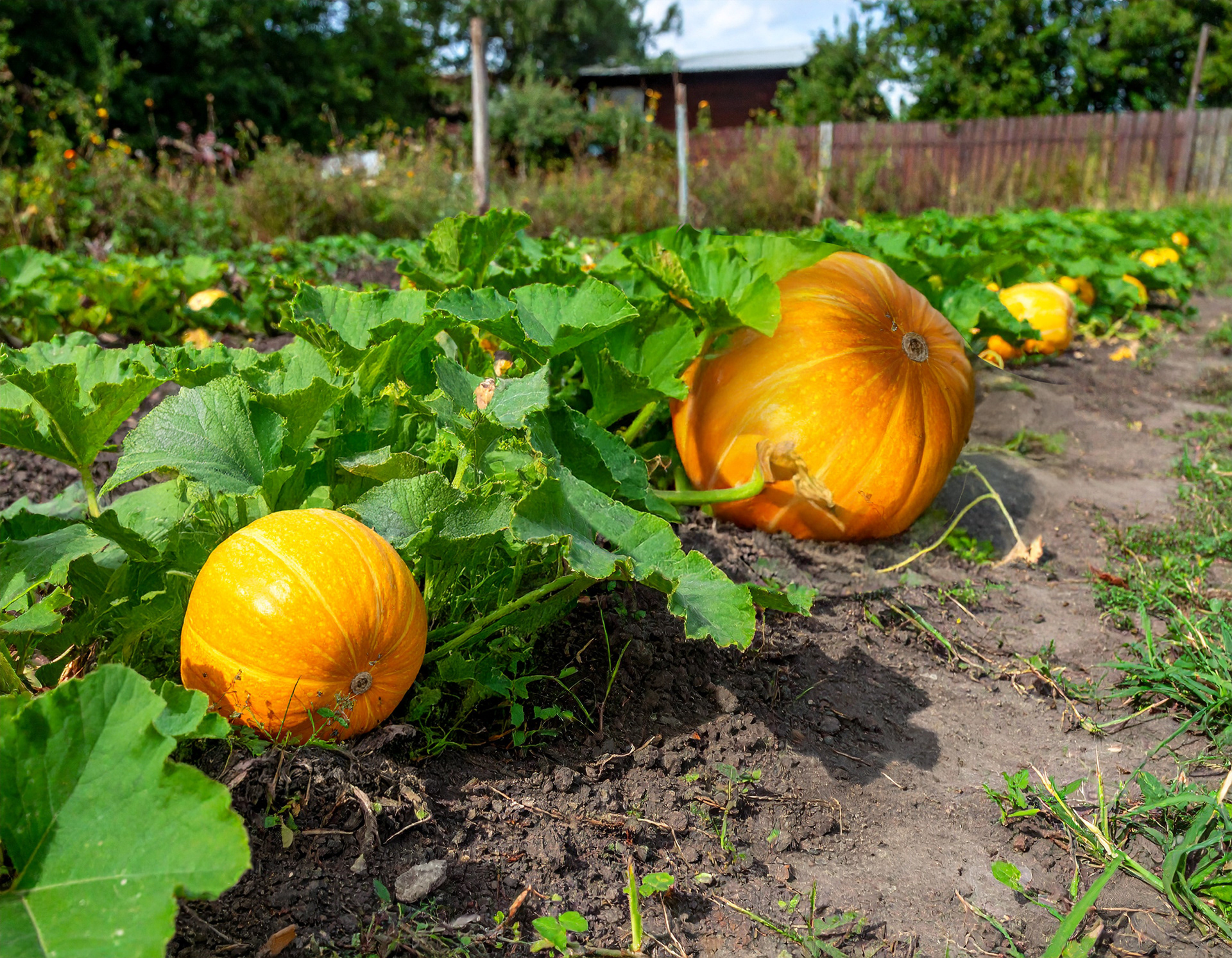 Blick auf ein Kürbisfeld – ein Kurbis ist besonders groß gewachsen