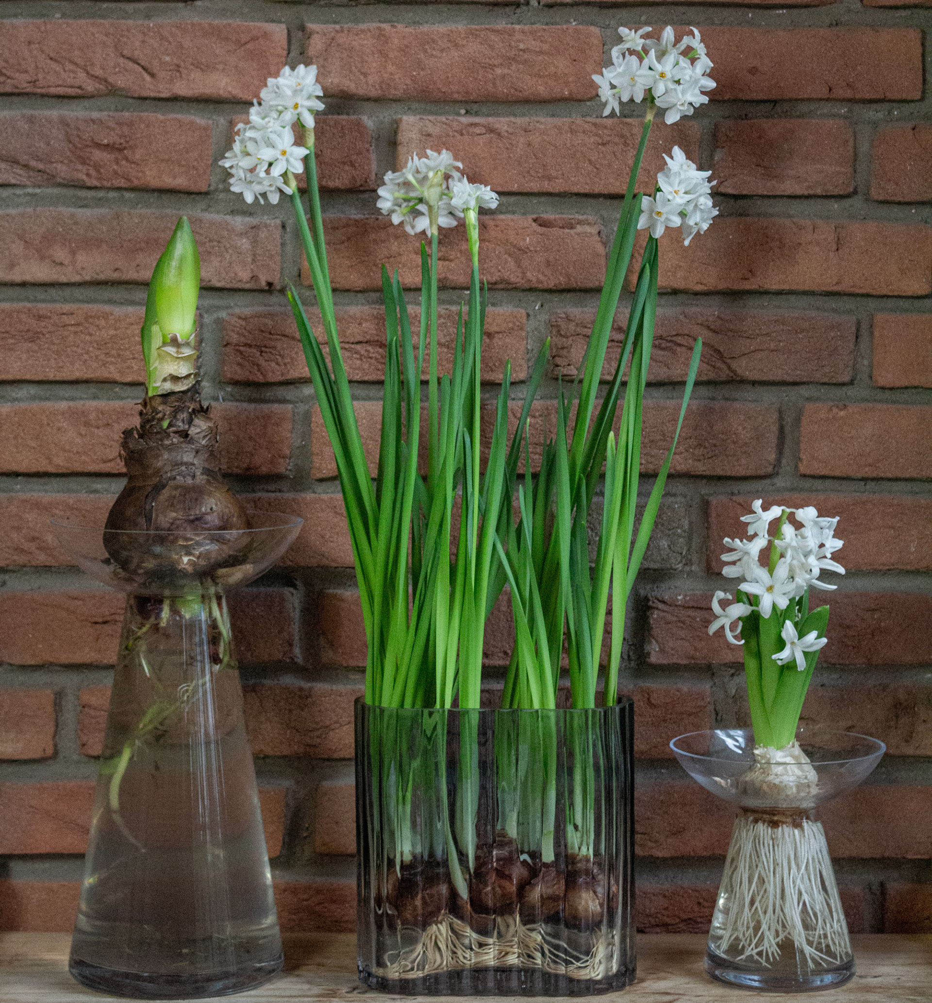 Drei verschiedene Zwiebelpflanzen stehen im Glas vor einer Wand