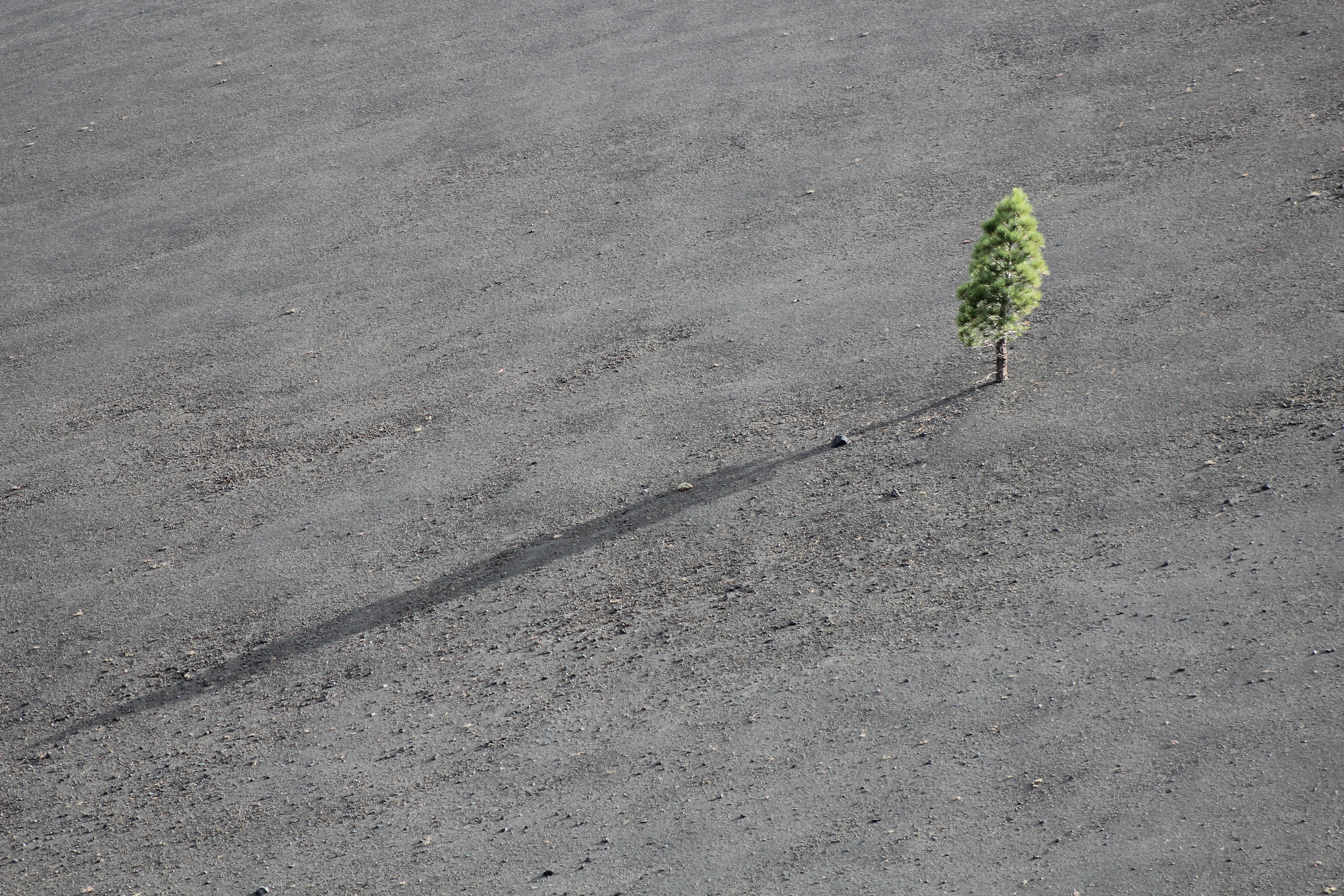 Baum in karger Landschaft