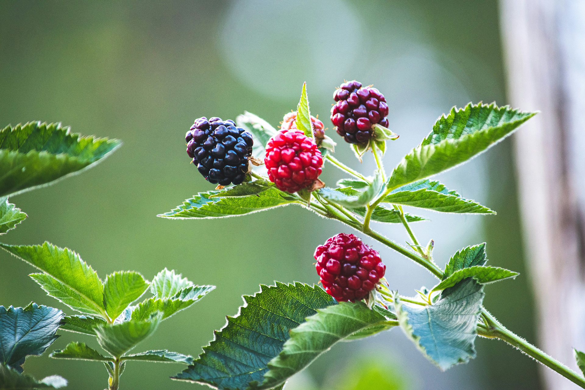 Brombeeren in verschiedenen Reifungsgraden am Strauch