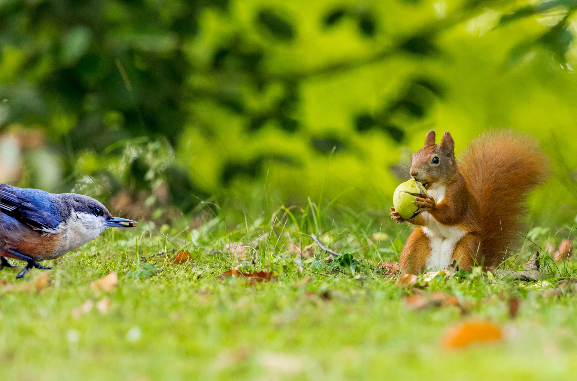 Vogel und Eichhorn teilen sich Nuss und Kern
