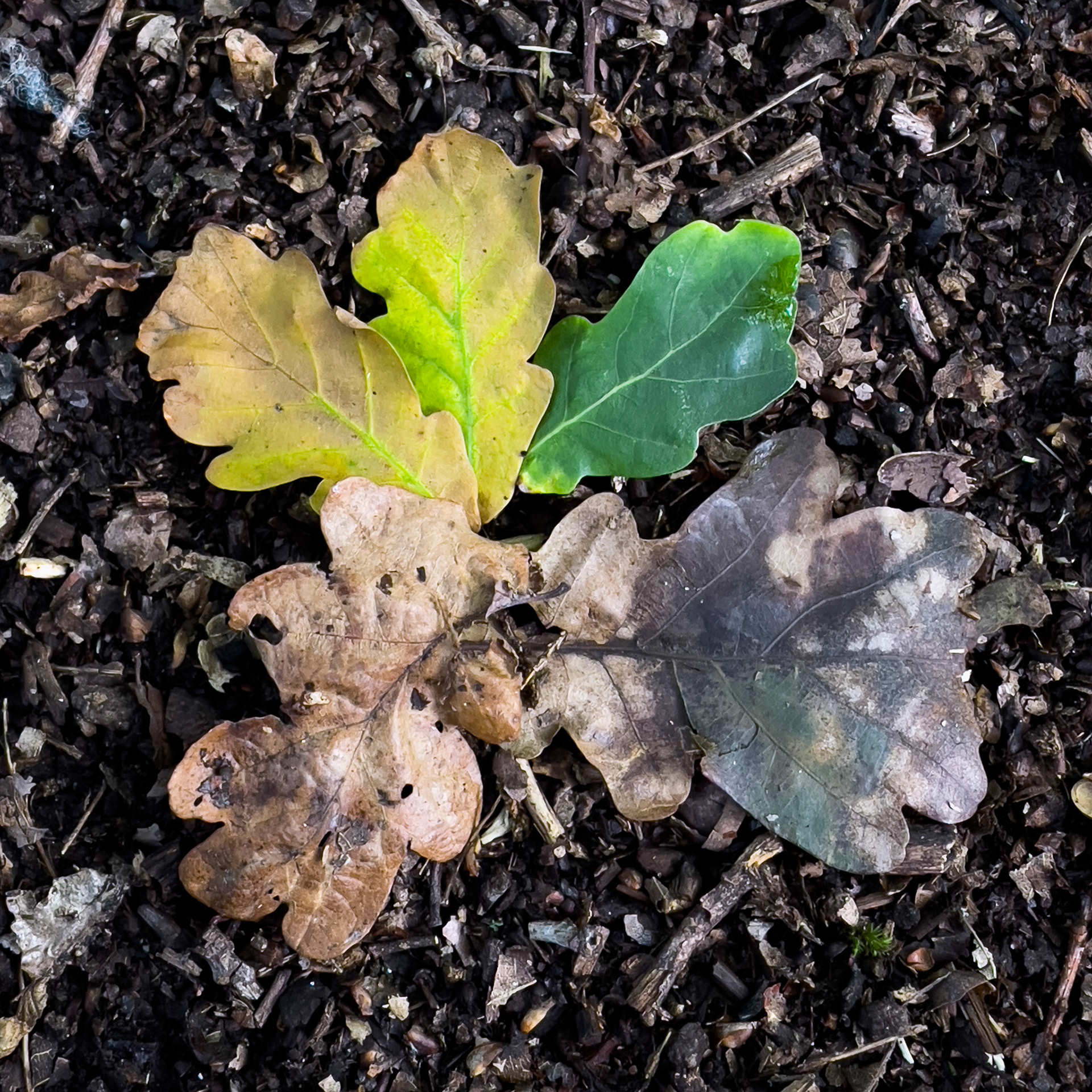 The life of 4 Leaves