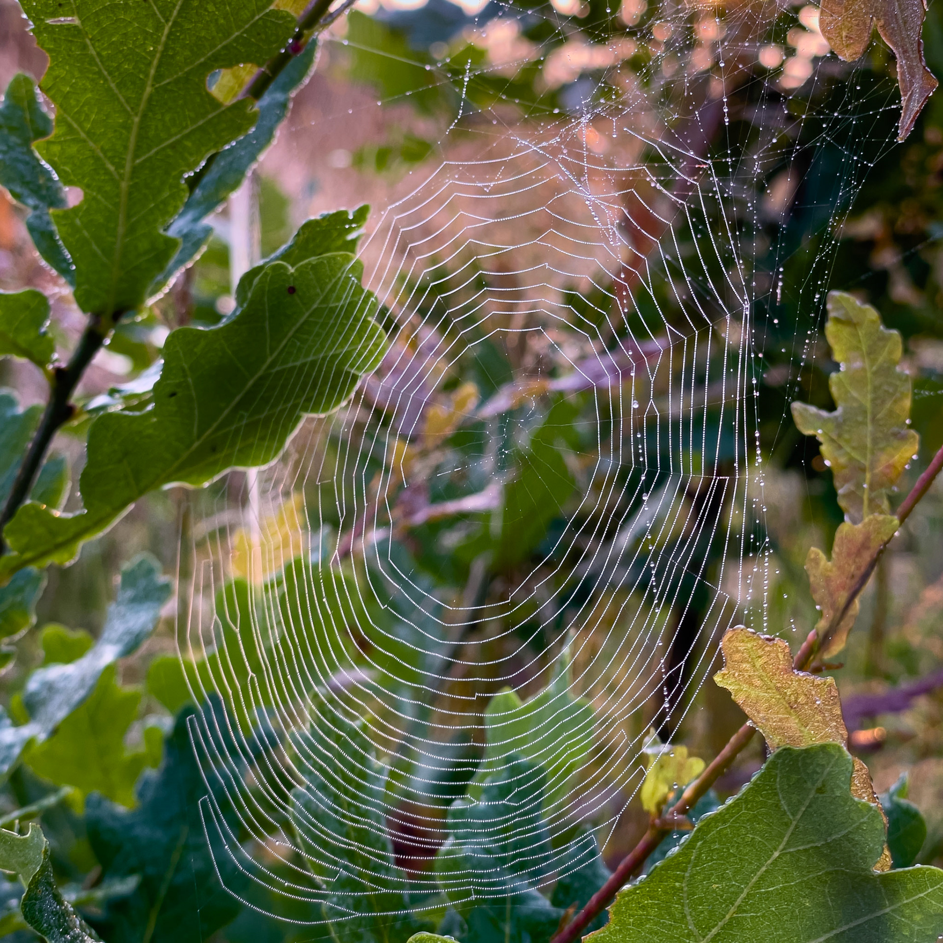 Dew on the spiderweb