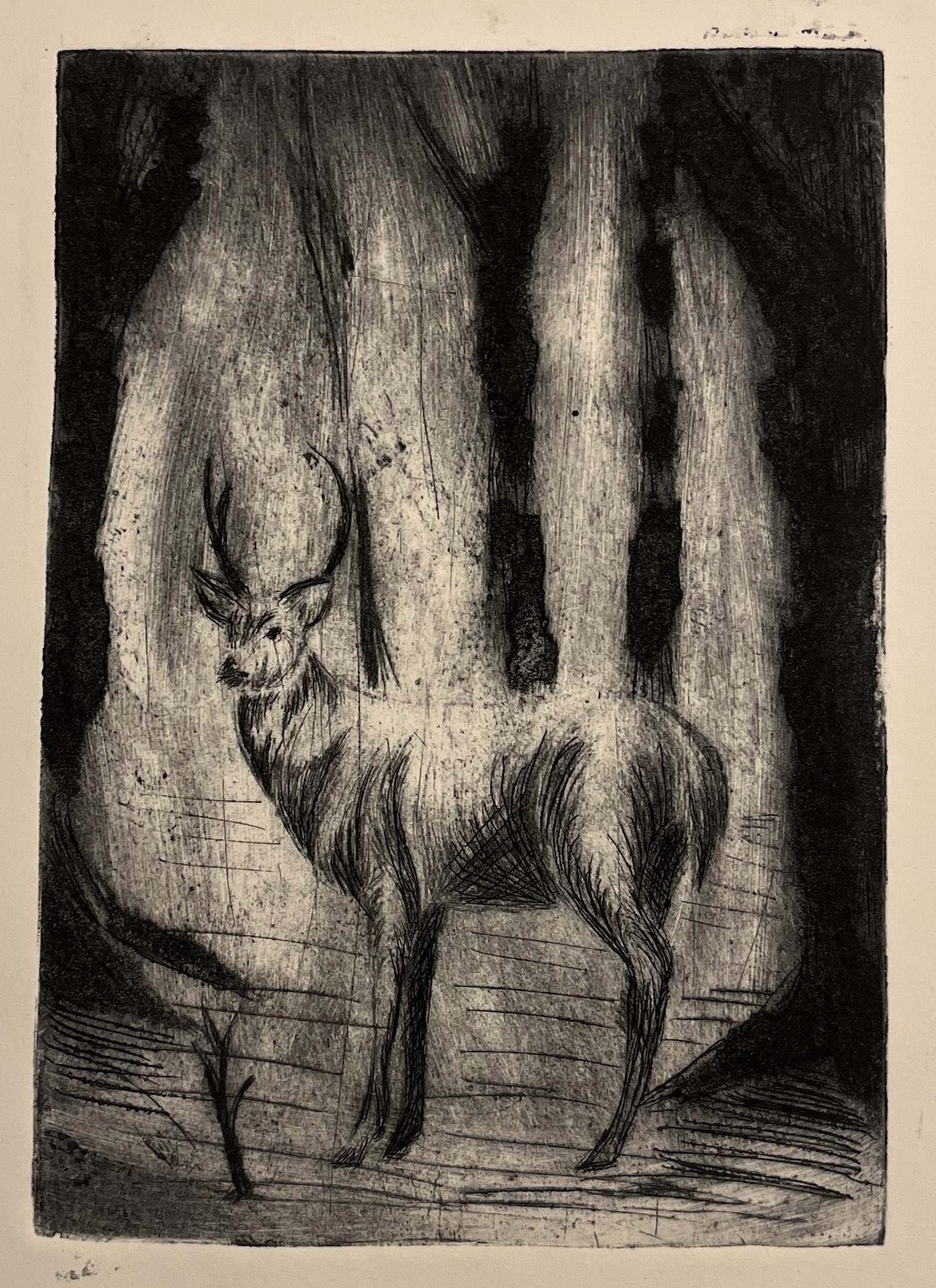 Dear Deer