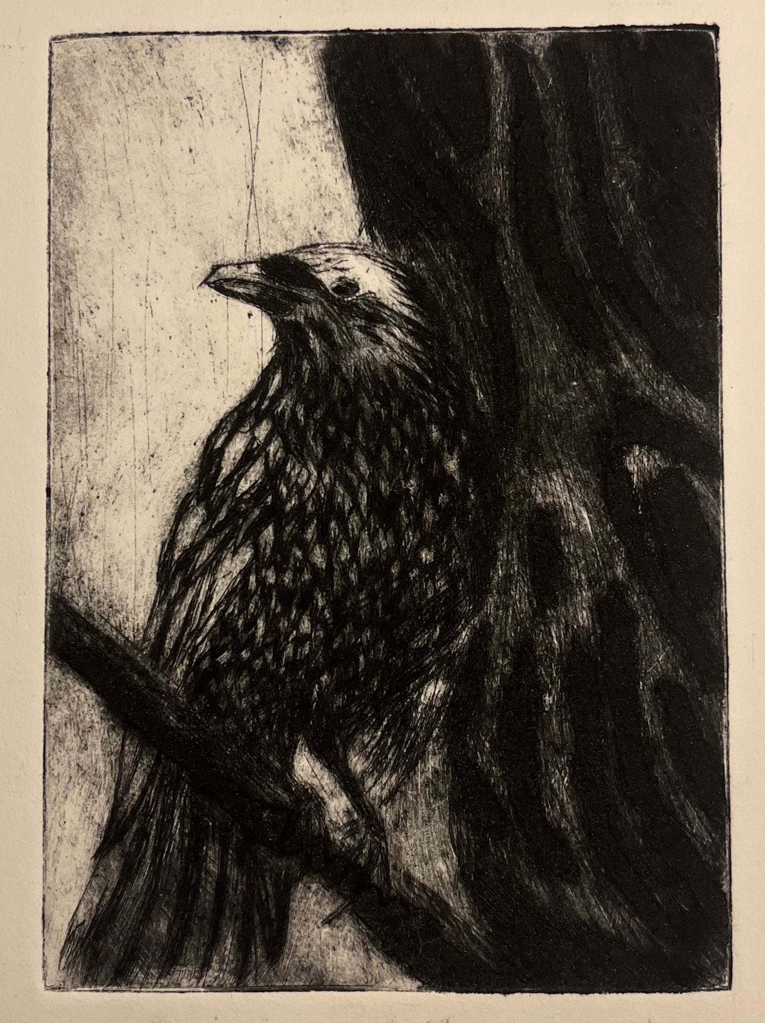 Raven Haven