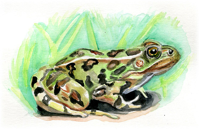 Leopard Frog | 6.5” x 4”