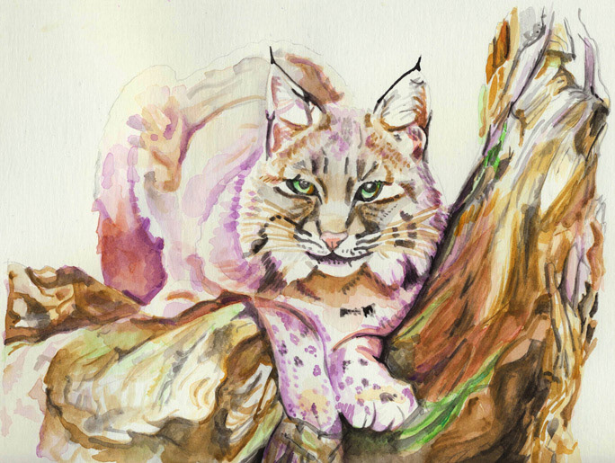 Bobcat | 14”x 12.5”
