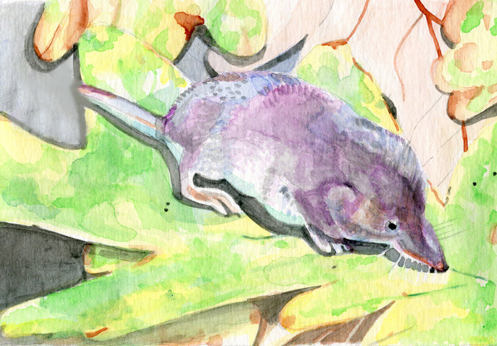 Shrew | 11”x 8.75” | SOLD