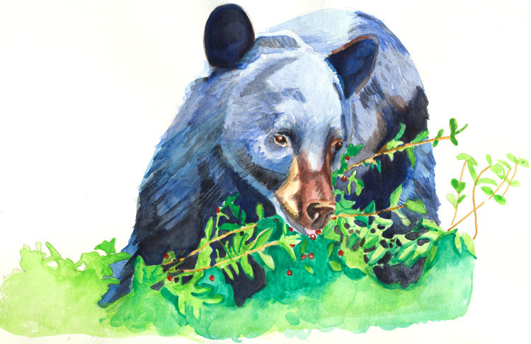 Black Bear | 15” x 12”
