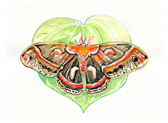 Cecropia Moth | 7.5” x 5.5” | SOLD