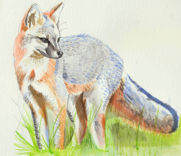 Gray Fox | 14”x 12”