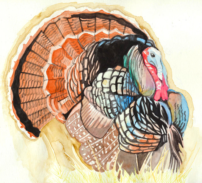 Male Wild Turkey | 14”x 12.5”