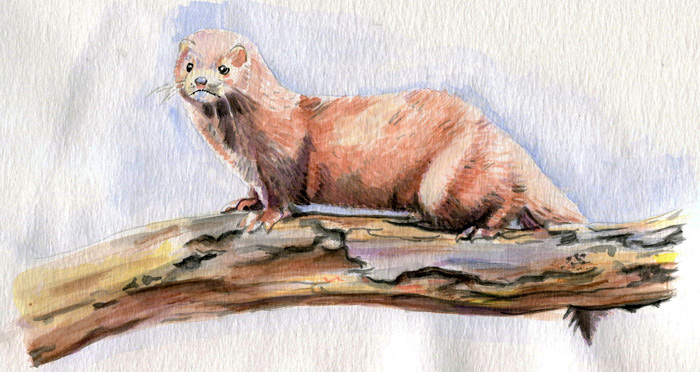 American Mink | 15” x 12” | SOLD