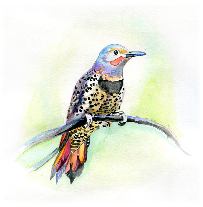 Northern Flicker | 7.5” x 7.5”