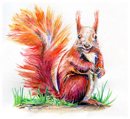 Red Squirrel | 7” x 6.5”