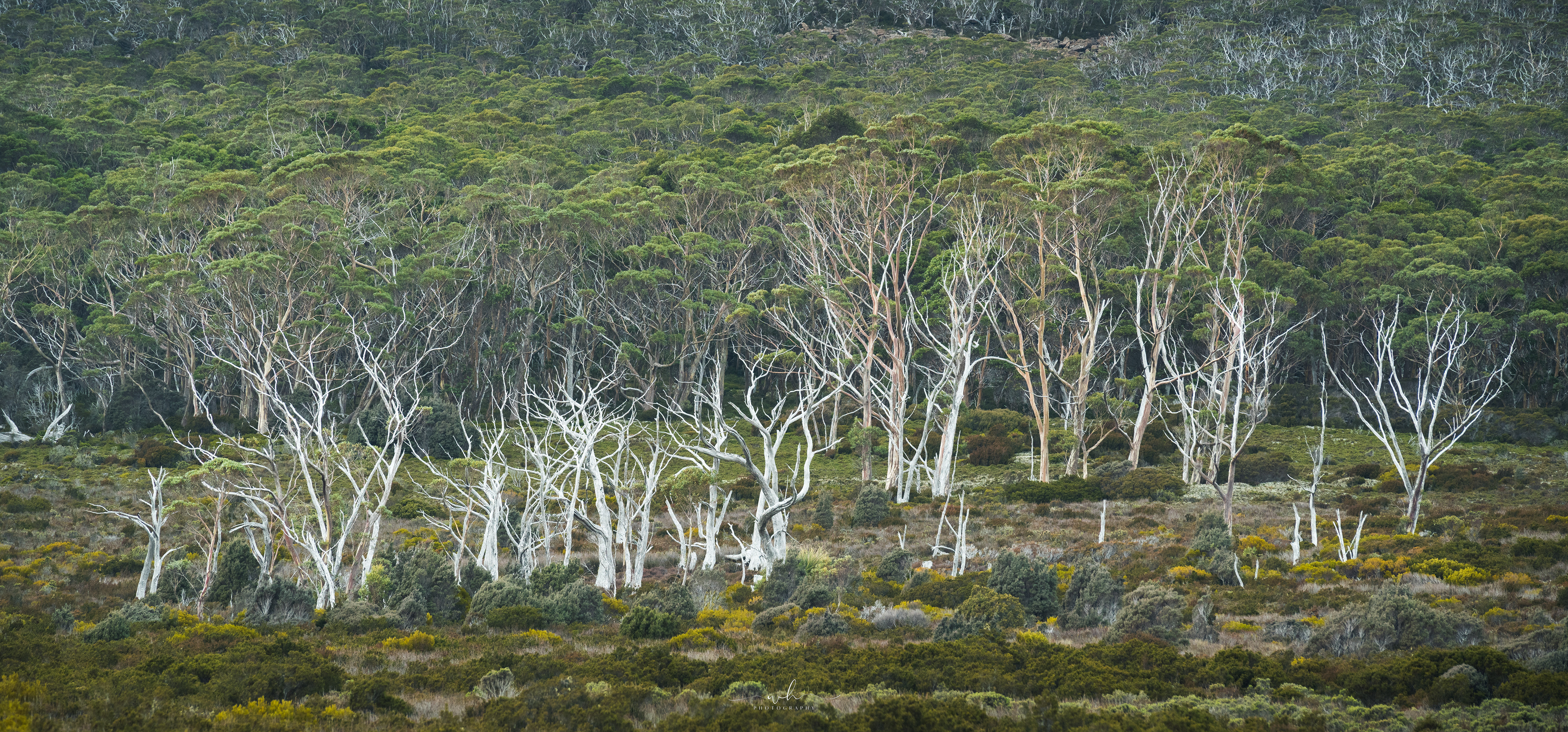 Tasmania, Australia