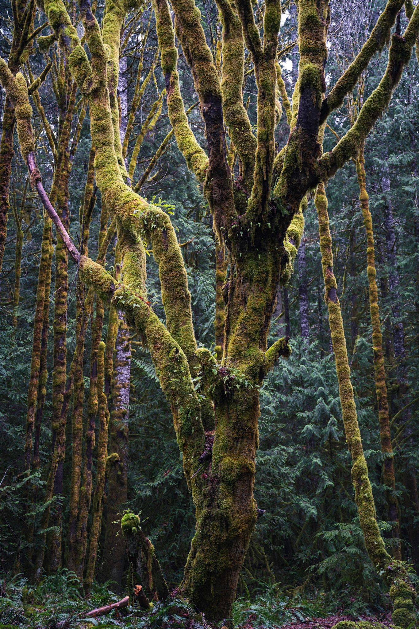 Washington State, USA