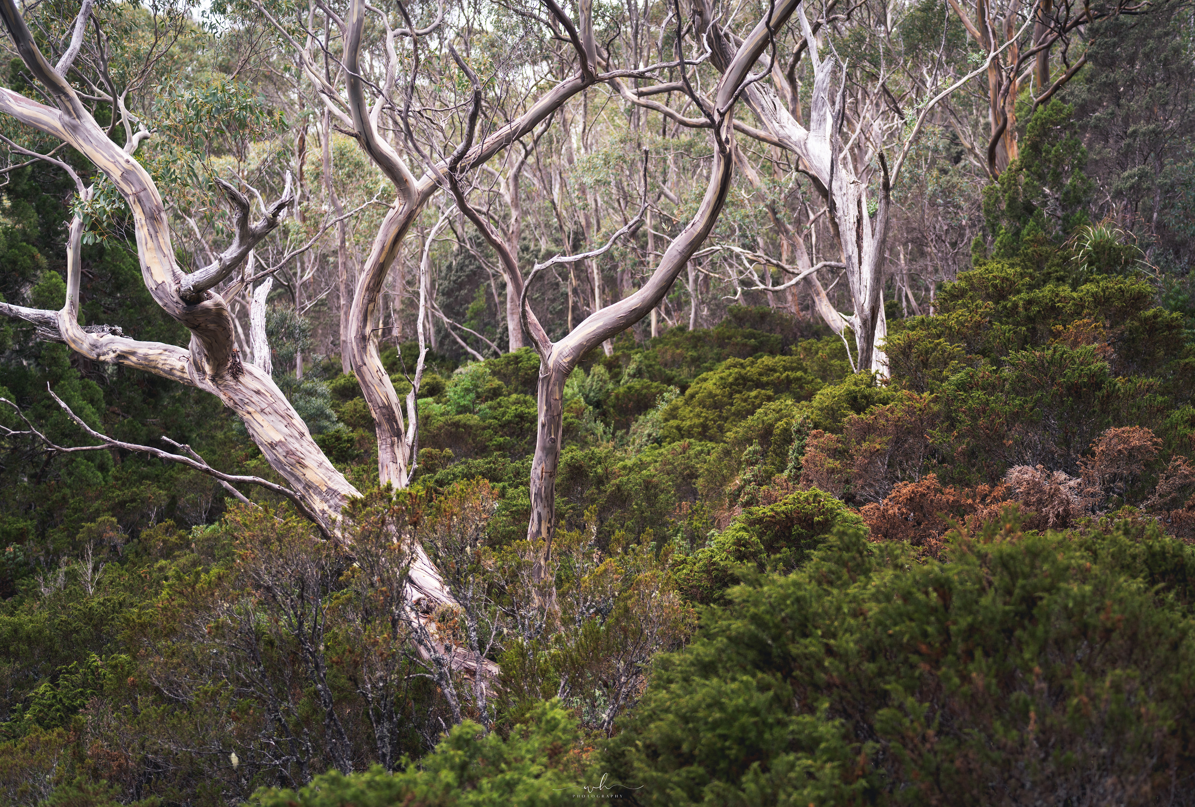 Tasmania, Australia