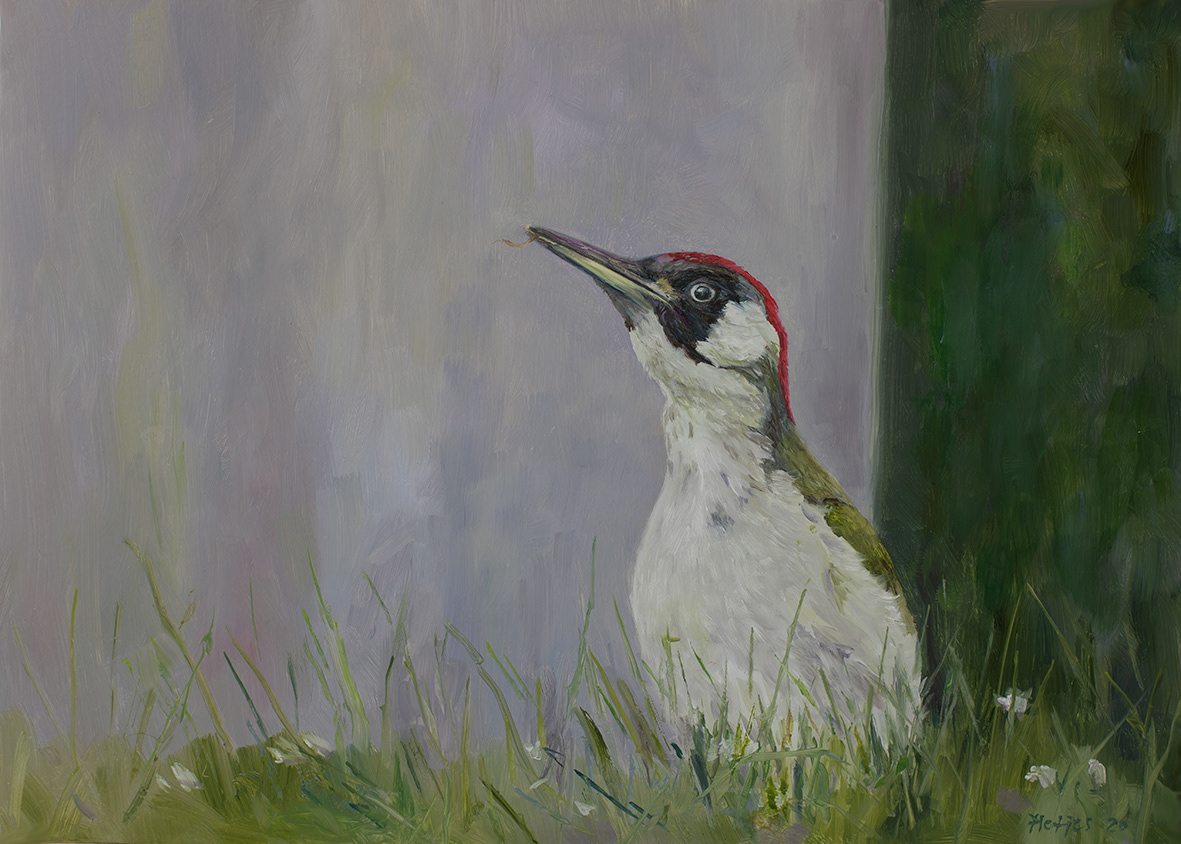 Green woodpecker (35xx25 cm)