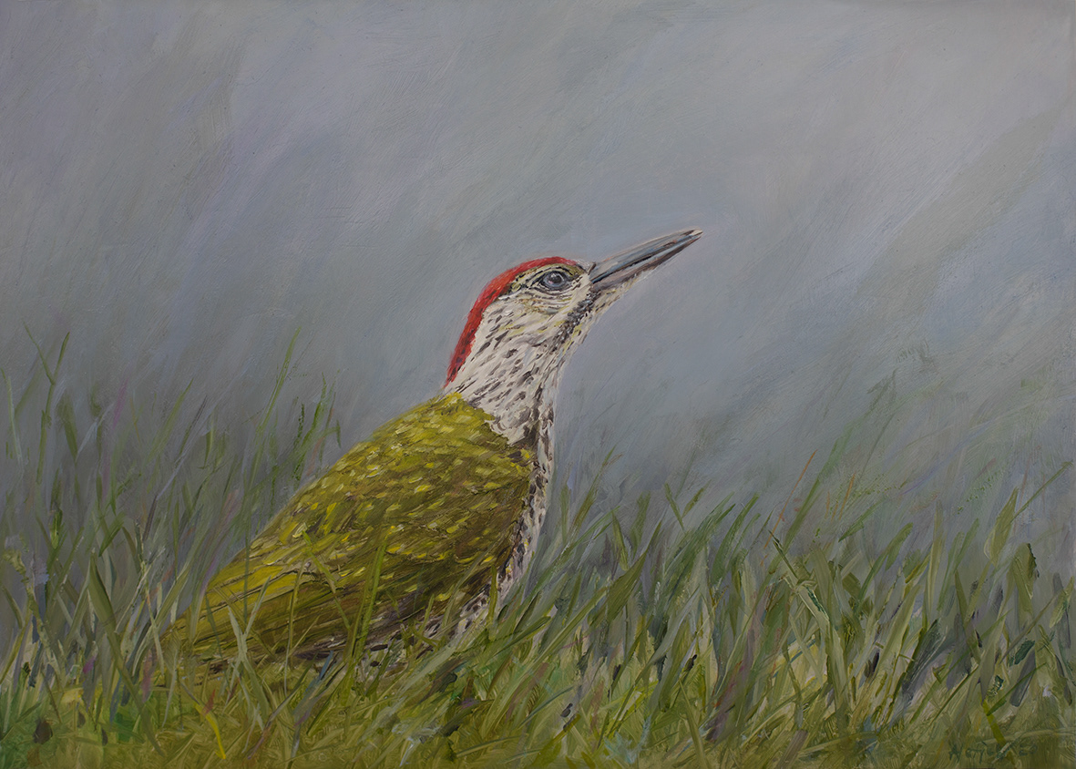 Green woodpecker, juvenile (35x25 cm)