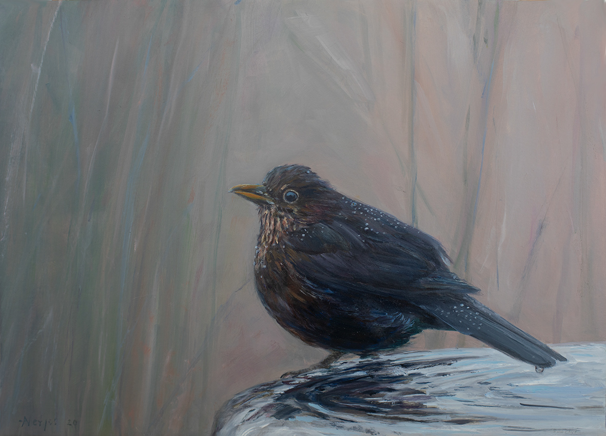 Blackbird (35x25 cm)