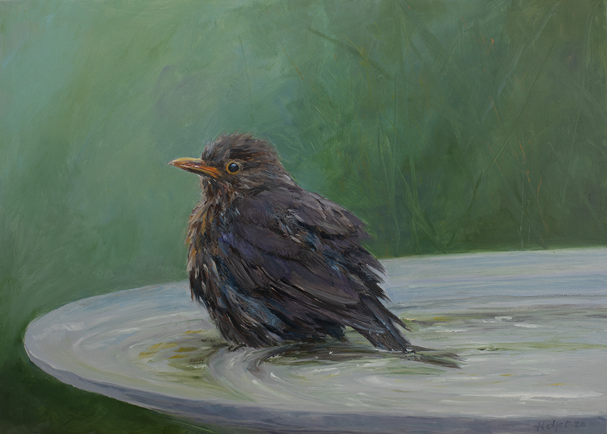 Blackbird (35x25 cm)