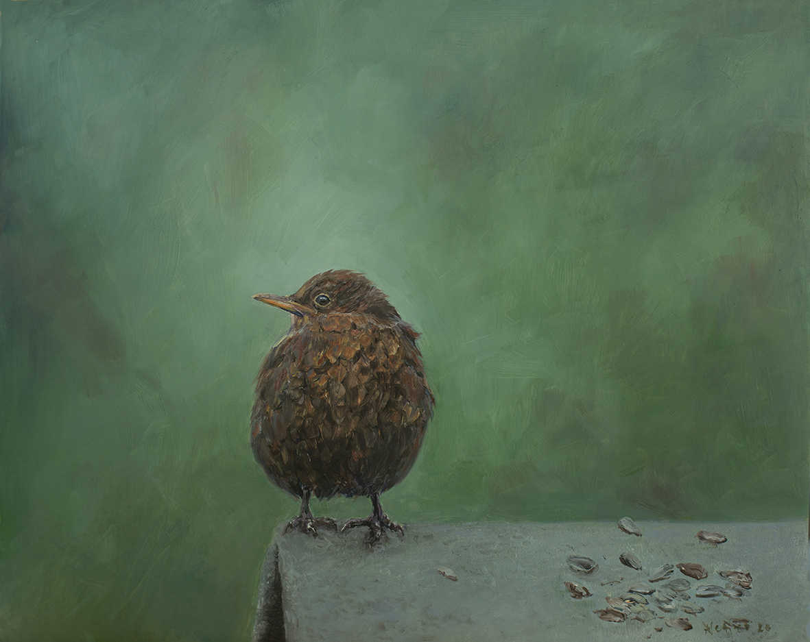 Young blackbird (30x24 cm)