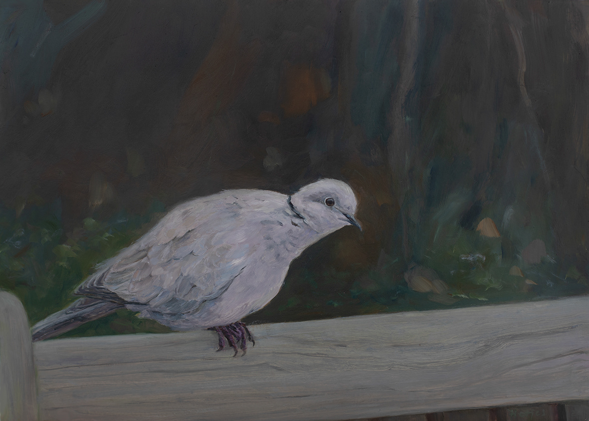 Turtledove (35x25 cm)