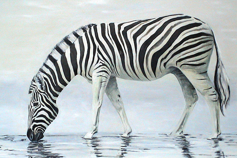 drinking zebra