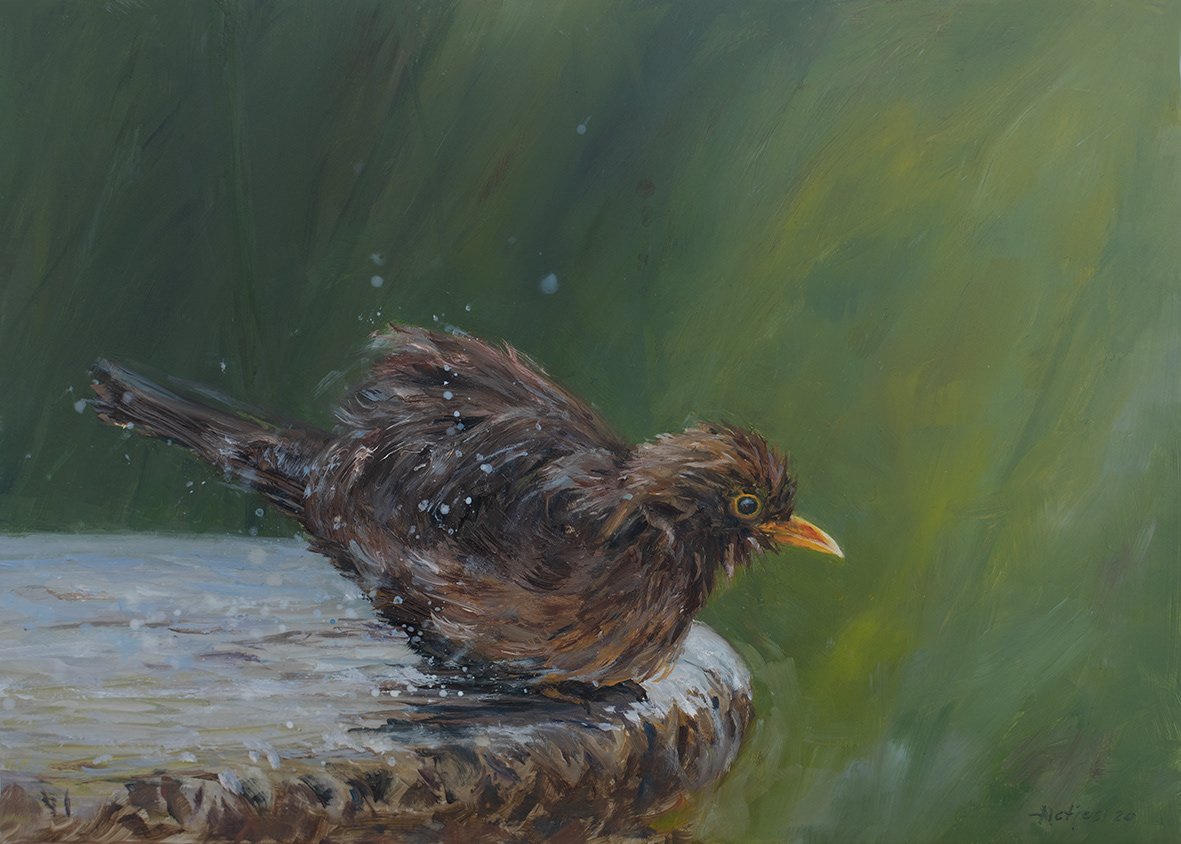 Blackbird (35x25cm)
