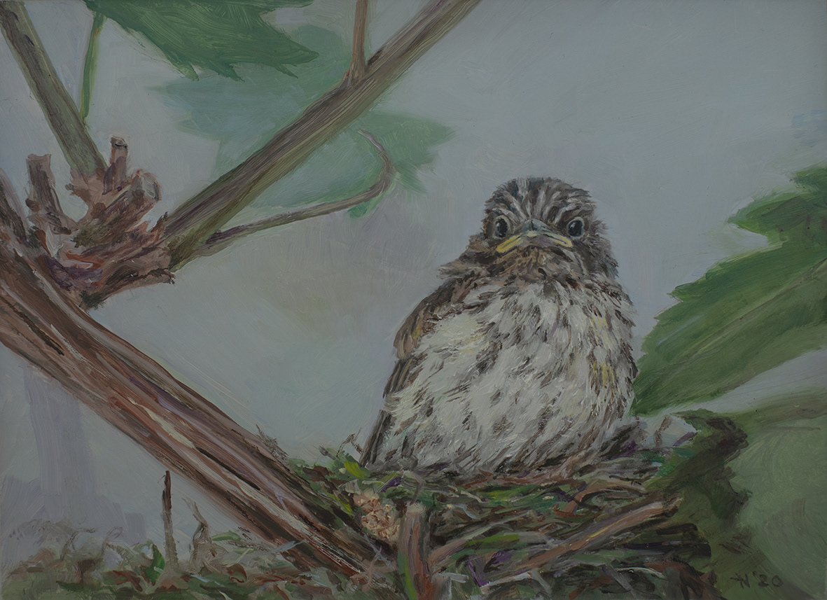 Baby Flycatcher (18x13 cm)