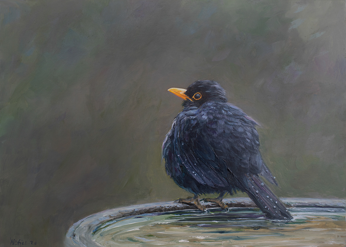 Blackbird (35x25 cm)