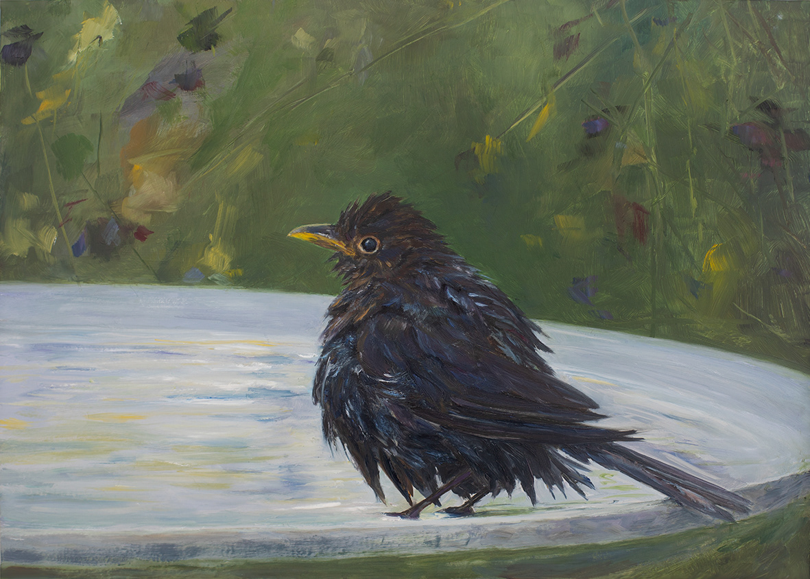 Blackbird (35x25 cm)