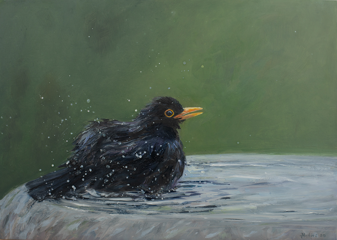 Blackbird (35x25 cm)