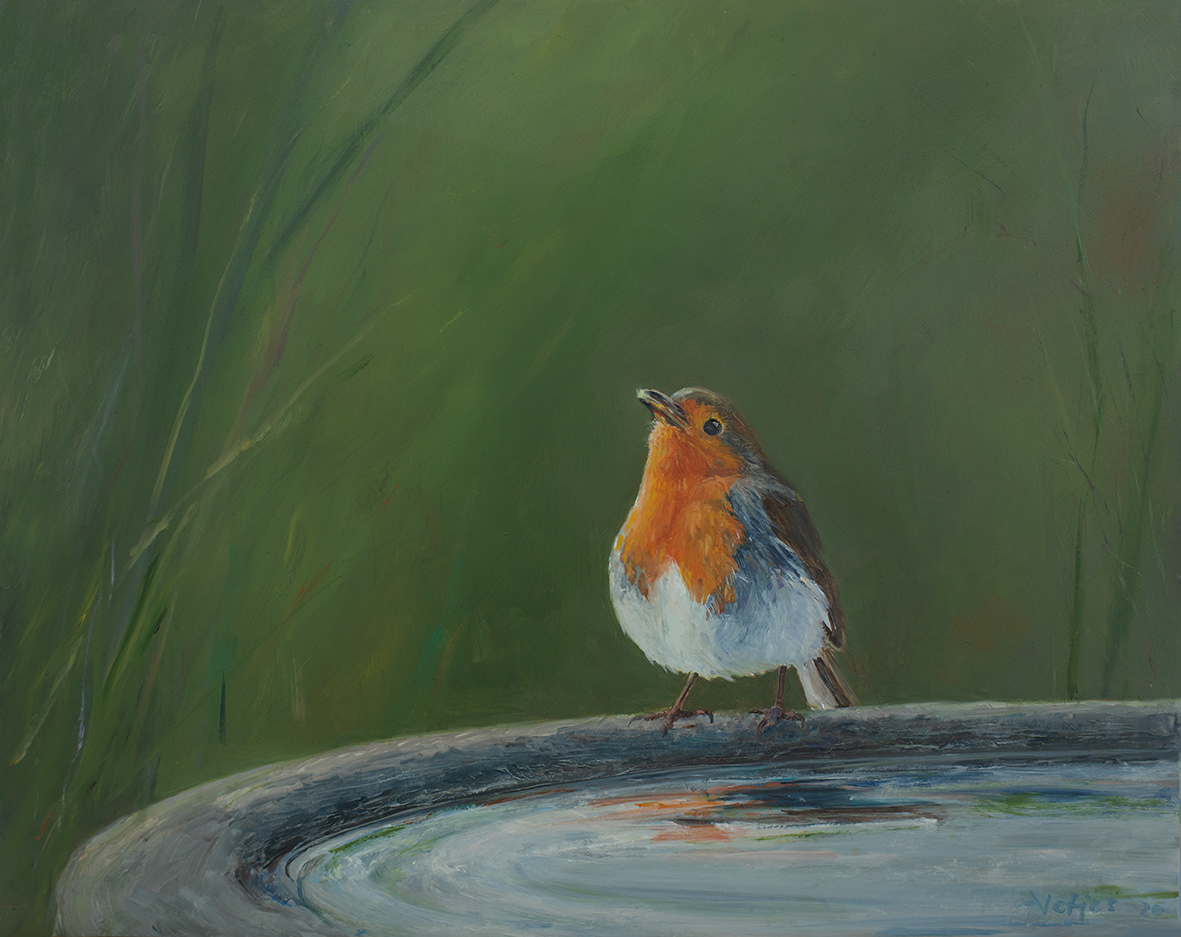 Robin drinking (30x24 cm)