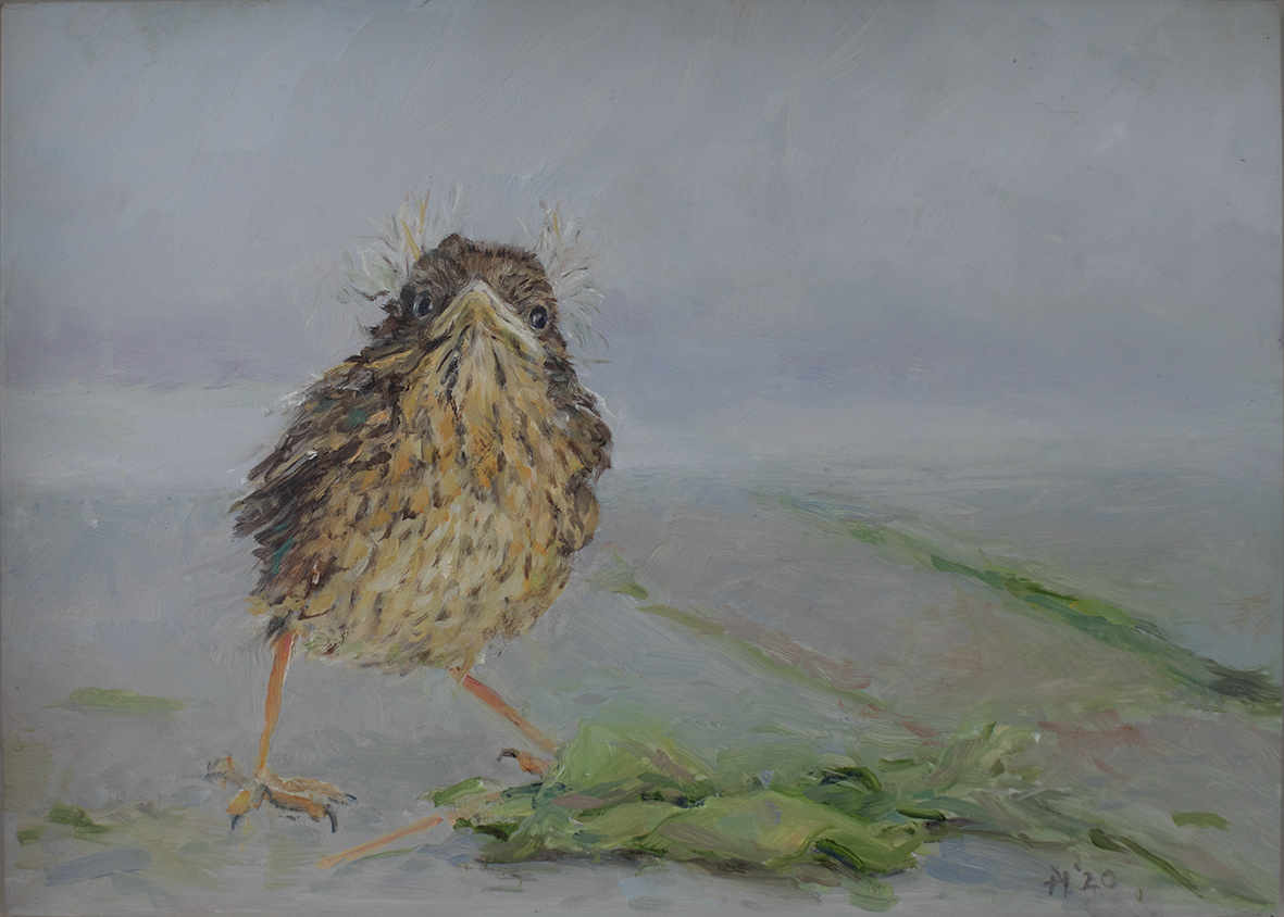Young robin (18x13 cm)