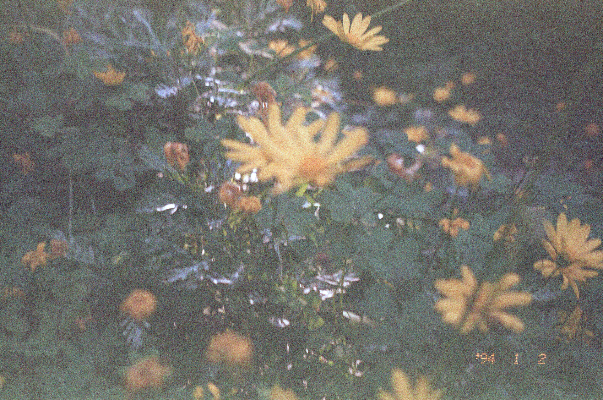 Roger Weeks; Love Letter to LA Series 2026