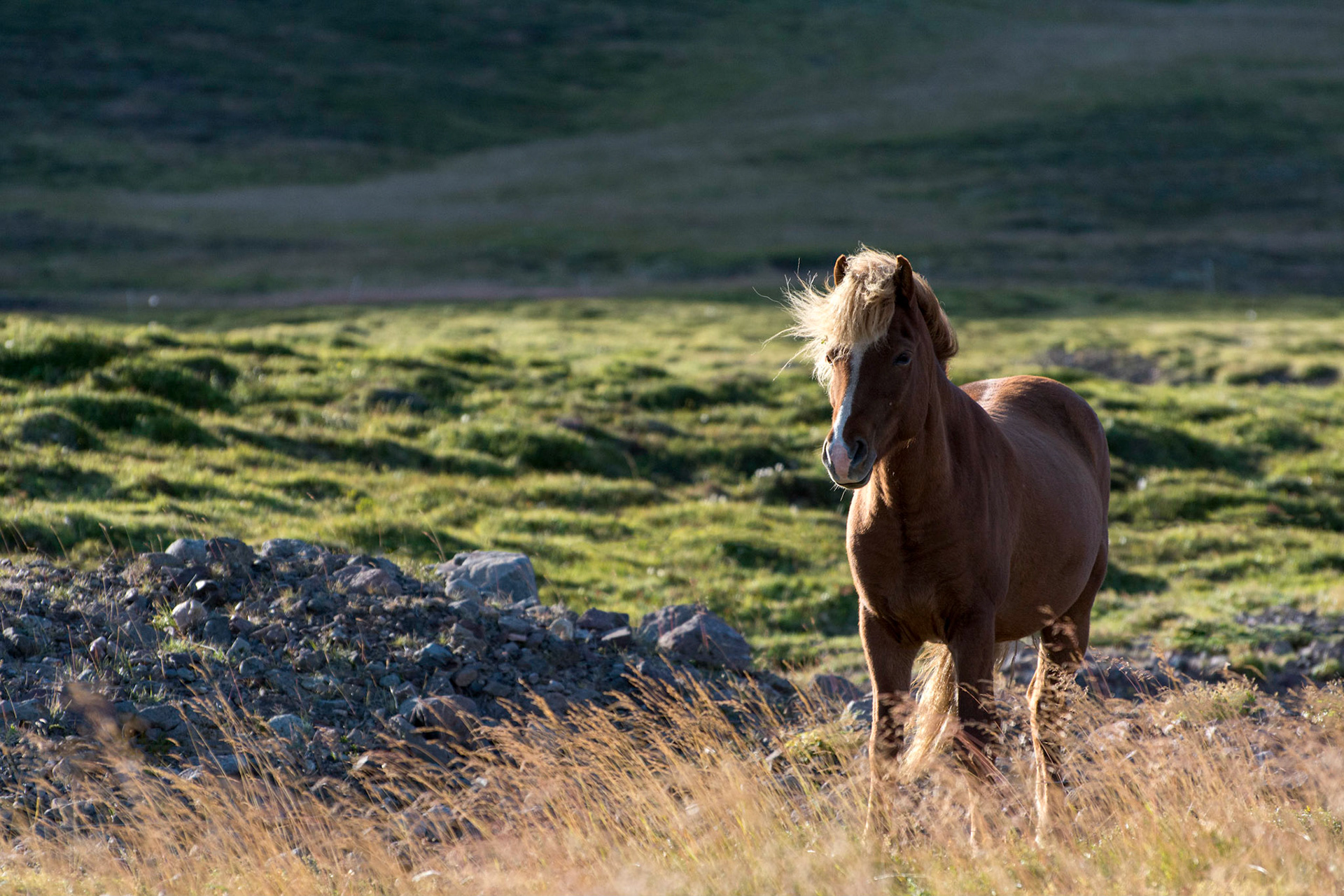 Iceland