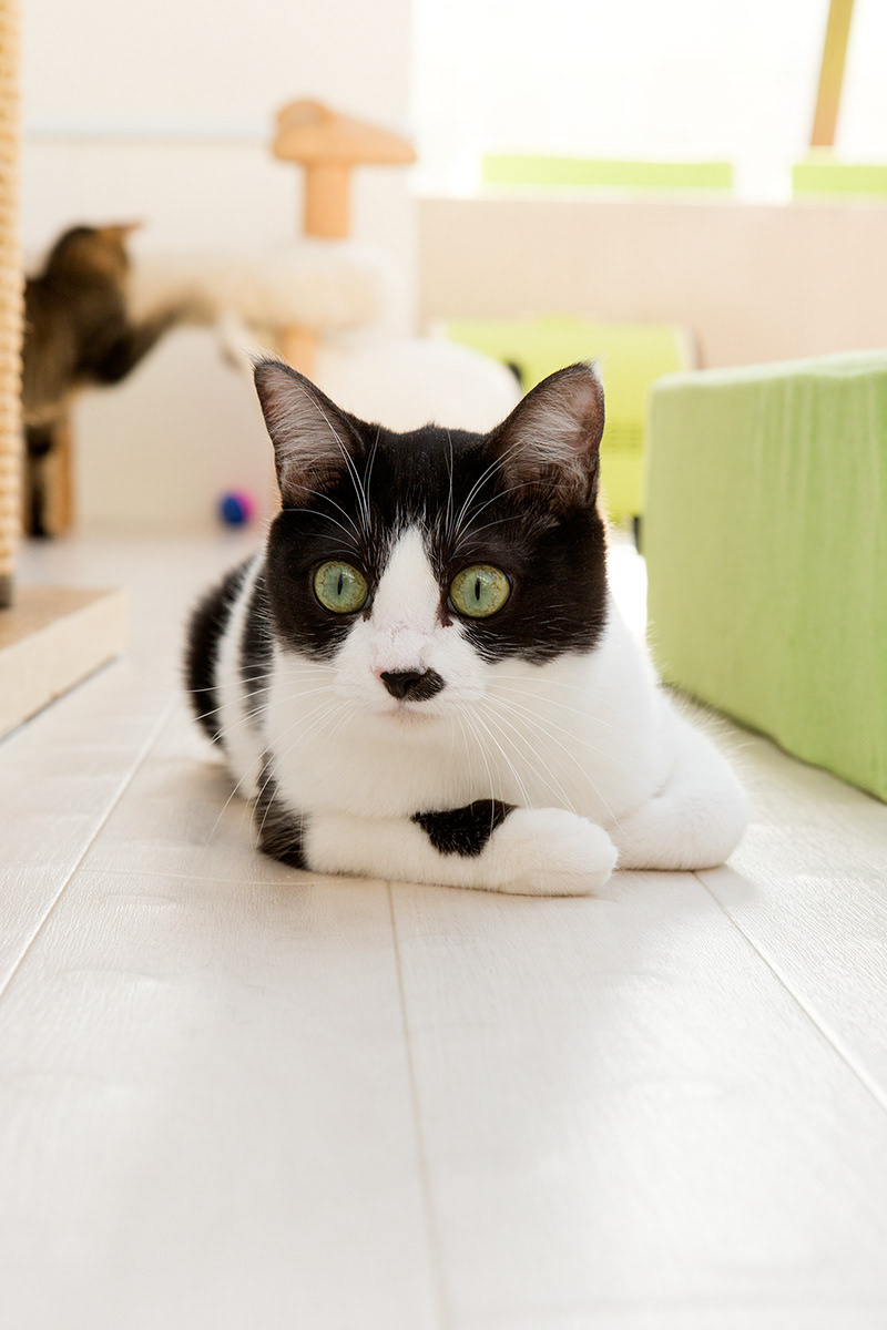 猫と生きる|猫沢エミ Photo : Rika Wada