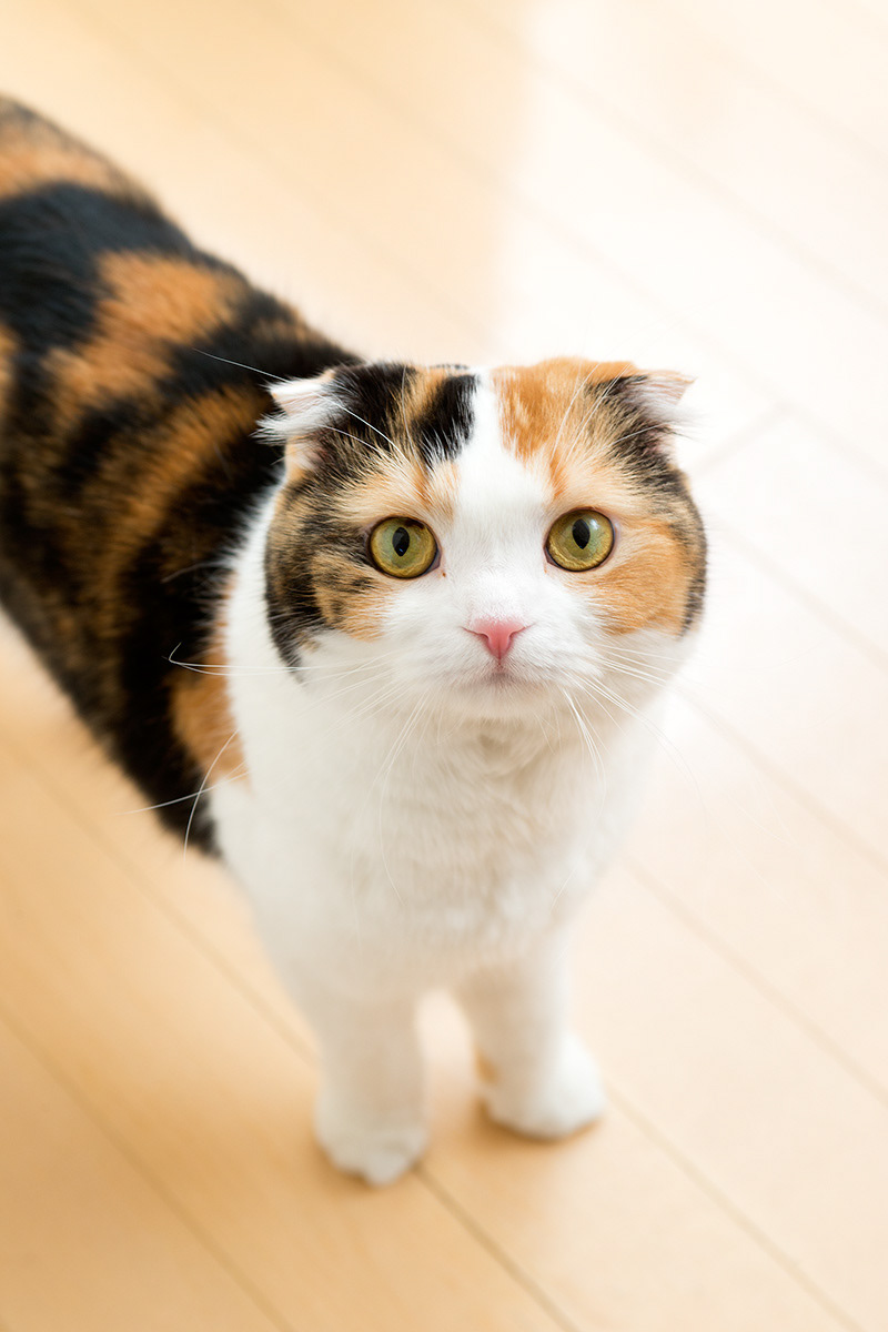 猫と生きる|猫沢エミ Photo : Rika Wada