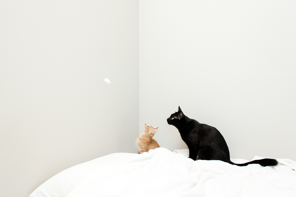 猫と生きる|猫沢エミ Photo : Rika Wada